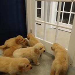 Golden Retriever Puppies from True Magic Goldens
