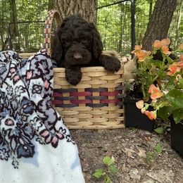 Labradoodle Puppies from Dotsie's Doodles