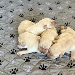 Girl 1 - Yellow female Labrador Retriever puppy in Ranchita, California from Pacific Crest Labradors