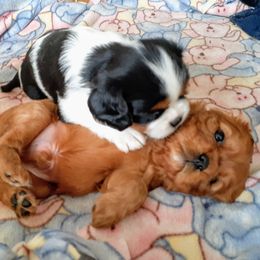 Cavalier King Charles Spaniel Puppies from Angels and Nobility Cavaliers