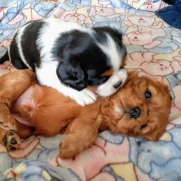 Cavalier King Charles Spaniel Puppies from Angels and Nobility Cavaliers