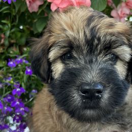 Boy 6 - Soft Coated Wheaten Terrier puppy in Newark, Ohio from Valleydayle Doodles and Wheatens