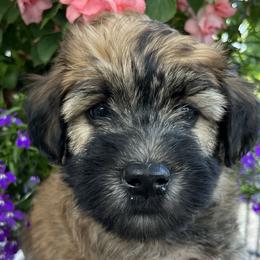 Boy 6 - Soft Coated Wheaten Terrier puppy in Newark, Ohio from Valleydayle Doodles and Wheatens