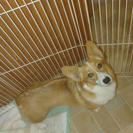 Charlotte - Pembroke Welsh Corgi