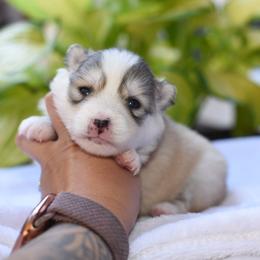 Kyree - Silver and white female Pomsky puppy in Coos Bay, Oregon from Ocean View Pomskies