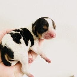 Cavalier King Charles Spaniel Puppies from Amanda's Cavalier King Charles Spaniels