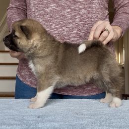 Girl 2 - Red, black overlay female Akita puppy in Coopersburg, Pennsylvania from Main Street Akitas