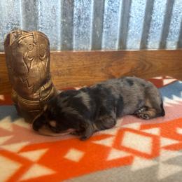 Royal Blue Collar - Dapple male Dachshund puppy in Eustis, Florida from K8’s Dachshunds