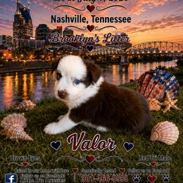 Boy 1 - Red tri male Miniature Australian Shepherd puppy in Nashville, Tennessee from Little B’s Aussies