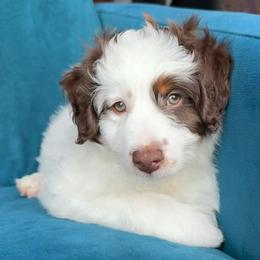 Romance (white) - Red tri-color male Aussiedoodle puppy in Watertown, Wisconsin from Little Bear Paws Aussiedoodles
