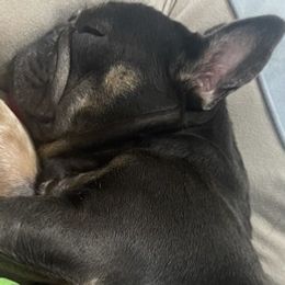 French Bulldogs from South Florida Forever Frenchies