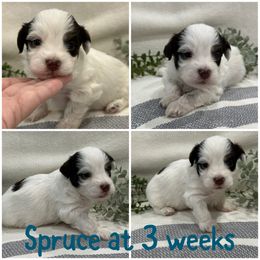 Spruce - Chocolate male Havanese puppy in Manteca, California from Once Upon A Havanese