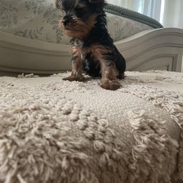 Yorkshire Terrier Puppies from Jill Brown