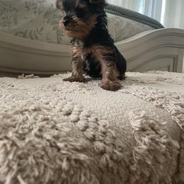 Yorkshire Terrier Puppies from Jill Brown