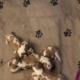 Cavalier King Charles Spaniels from Perdido Beach
