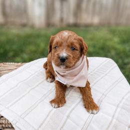 Twig - Red  male Goldendoodle puppy in Russell Springs, Kentucky from Milk & Honey Doodles