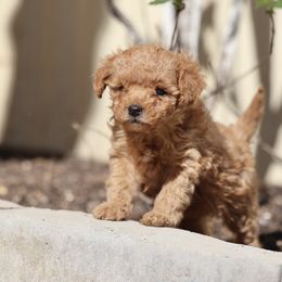 Pembroke Welsh Corgi and Poodle Puppies from Corgi Companions (license number 18998)