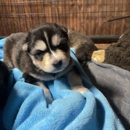 Sarg - Black and white male Siberian Husky puppy in Diamond Lake, Washington from Husky Haven WA