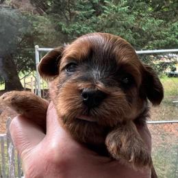 White girl - Red sable female Havapoo puppy in Arlington, Washington from Havanese With Love Breeding Co.