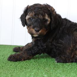 S'more - Phantom female Bernedoodle puppy in Springtown, Texas from North Texas Puppies