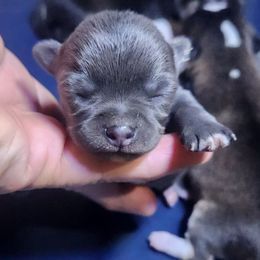 Sterling - Blue male Chihuahua puppy in Gerald, Missouri from OutLaw Chihuahua's