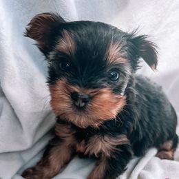Girl 1 - Black and tan Yorkshire Terrier puppy in Yakima, Washington from Devine Yorkies