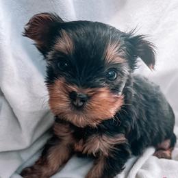 Girl 1 - Black and tan Yorkshire Terrier puppy in Yakima, Washington from Devine Yorkies