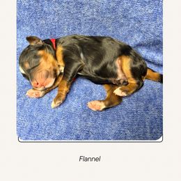 Flannel - Sweater Weather - Tri-color male Bernedoodle puppy in Charleston, South Carolina from Palm Belle Doodles