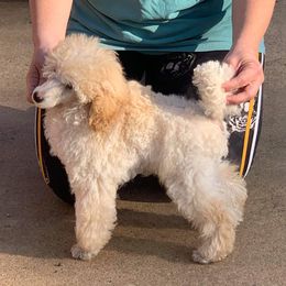Bingley - Poodle