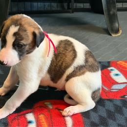Boy 4 pink collar - White and red brindle male Greyhound puppy in Mesa, Arizona from ARK Greyhound Kennel LLC