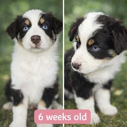 Kissy - Red tri-color female Australian Shepherd puppy in Lakeland, Florida from Aussies of Hope LLC