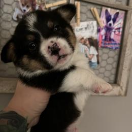 Pembroke Welsh Corgi Puppies from S7 Corgis and Chaos
