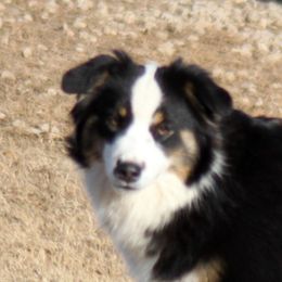 Saturn - Miniature American Shepherd