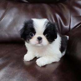 Carly - Black tan and white female Japanese Chin puppy in Salem, Oregon from Chinnychinchinofsalem