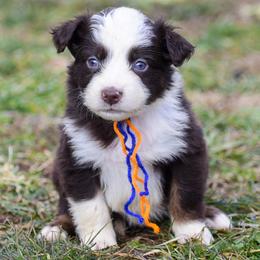 Blue orange girl - Red & white female Australian Shepherd puppy in Clarkrange, Tennessee from Vom Wolff