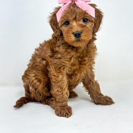 Goldendoodle Puppies from Dreaming Doodles