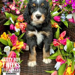 Bernedoodle Puppies from Premier Doodles