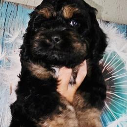 Little Bow Wow - Black white and tan male Cockapoo puppy in Indiahoma, Oklahoma from Phamily Doodles