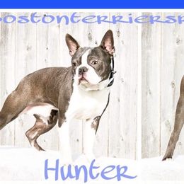 Hunter - Boston Terrier