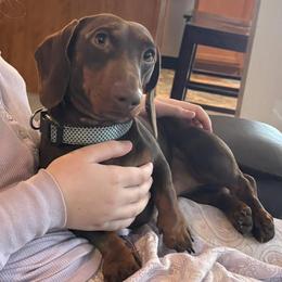 Howie - Dachshund