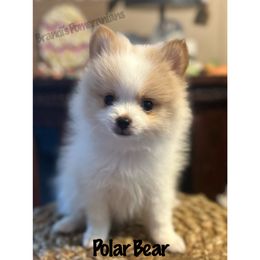 Pomeranian Puppies from Brandi’s Pomeranians