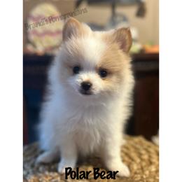 Pomeranian Puppies from Brandi’s Pomeranians