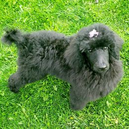 Poodle Puppies from Vintage Poodles