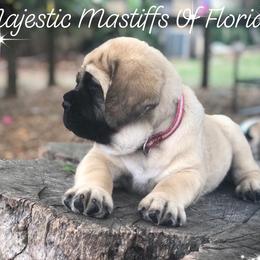 Mastiff Puppies from Majestic Mastiffs of Florida