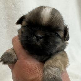 Shih Tzu Puppies from Little Miracles Shih Tzu