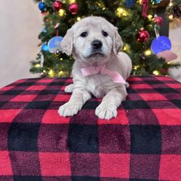 Ellie's Pink Collar Female - Cream female Goldendoodle puppy in Piedmont, South Carolina from The Farm at Saluda Ridge