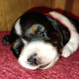 Chubby Pie - Piebald female Dachshund puppy in Deerwood, Minnesota from Decorous Dachshunds