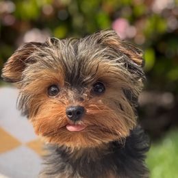 Lupito - Yorkshire Terrier