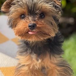 Lupito - Yorkshire Terrier