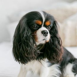Charlotte - Cavalier King Charles Spaniel